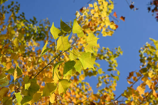 yellow Chinese tallow leaves against blue sky in sunny autumn day