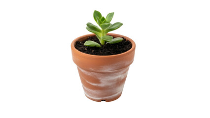 Obraz premium Isolated succulent plant in a terracotta pot against white backdrop showcases minimalist elegance and embodies growth representing domestic
