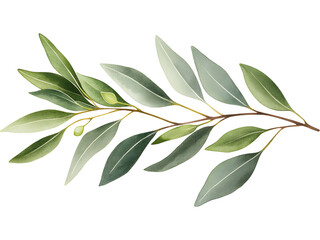Obraz premium Eucalyptus branch isolated on transparent background. Perfect for eco, botanical, and organic design.