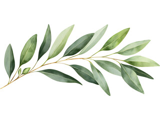 Obraz premium Eucalyptus branch isolated on transparent background. Perfect for eco, botanical, and organic design.