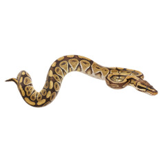 Fototapeta premium Captivating Python Reptile with Intricate Scale Patterns on a Stark Black Background