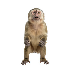 Obraz premium Capuchin Monkey Standing on a Black Background Showing a Curious Expression