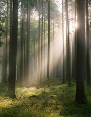 Obraz premium Sunbeams Illuminate Misty Forest With Tall Trees
