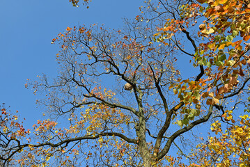 Chinese tallow leaves tree branches against blue sky