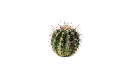 Solitary green cactus isolated against a clean white backdrop, highlighting its textured surface and delicate spikes in a minimalist composition