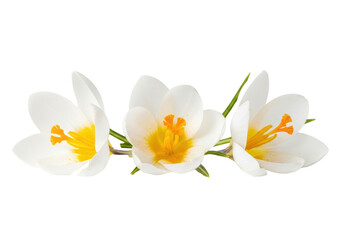 Fototapeta premium Close-up macro of three delicate white crocus flowers with vibrant orange stamens and yellow pollen against a transparent background with copy space, concept of spring freshness