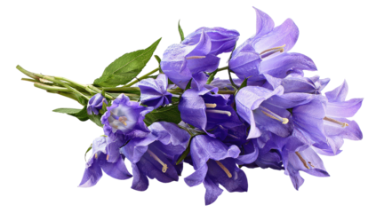 Bouquet of purple bell-shaped flowers with green stems