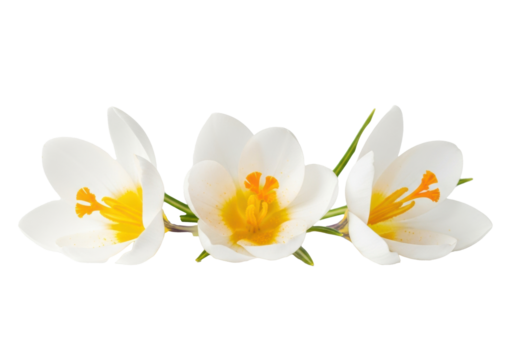 Close-up macro of three delicate white crocus flowers with vibrant orange stamens and yellow pollen against a transparent background with copy space, concept of spring freshness