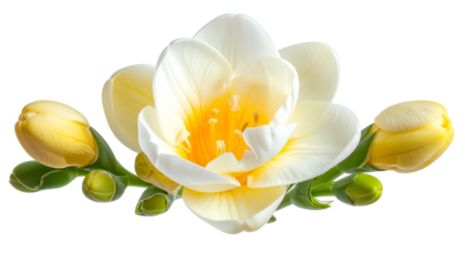 Close-up of a delicate white and yellow freesia flower arrangement against a black backdrop