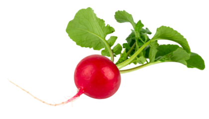 Vivid red root vegetable with green leaves, isolated against a transparent backdrop