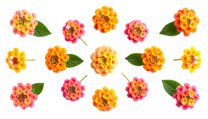 Assortment of vibrant, multi-colored lantana blossoms and foliage against a stark black backdrop
