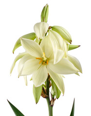 Obraz premium Close-up of a delicate white flower with multiple petals and a yellow center, isolated (1)