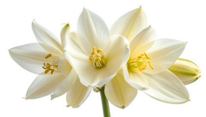 Close-up of delicate cream-colored blossoms with yellow stamens and green stems