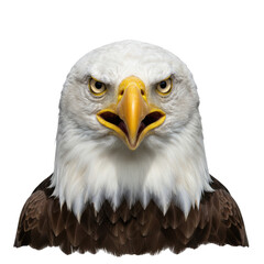 Close-up portrait of a majestic bald eagle with piercing yellow eyes and sharp beak against a dark