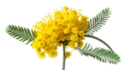 Close-up of a mimosa flower cluster, vibrant yellow with delicate green leaves, on black