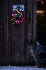 Weihnachten mit Hund. Sch&ouml;ner H&uuml;tehund sitzt vor Scheunentor das mit buntem Kugelkranz dekoriert ist