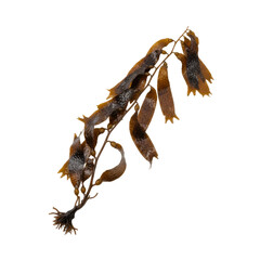 Fototapeta premium Close-up view of a brown kelp seaweed strand with textured fronds against a black background