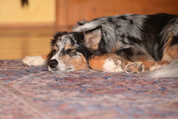 Bunter H&uuml;tehund liegt m&uuml;de auf Teppich in einer Wohnung