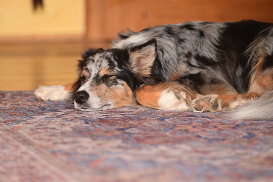 Bunter H&uuml;tehund liegt m&uuml;de auf Teppich in einer Wohnung