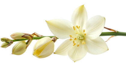 Obraz premium Close-up of a delicate white flower with several buds and a long, slender stem on black