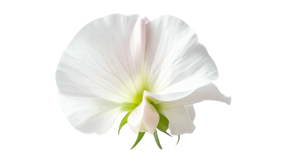 Close-up of a delicate white flower with soft, translucent petals and a green bud