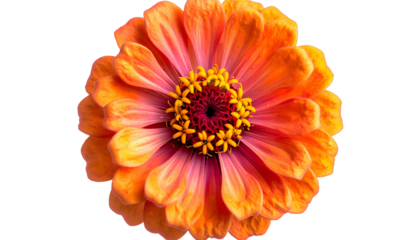 Close-up of a vibrant orange and pink layered blossom, isolated on a black background