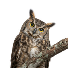 Obraz premium Curious Great Horned Owl Perched on a Branch Against a Stark Black Background
