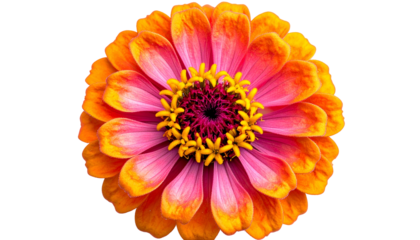 Close-up of a brightly colored flower with overlapping petals, isolated on black background