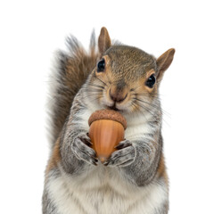 Fototapeta premium Cute squirrel with an acorn isolated on a black background in a studio portrait
