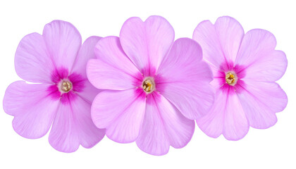 Fototapeta premium Three vibrant pink flowers with yellow centers arranged against a black background