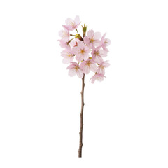 Obraz premium Delicate Pink Cherry Blossom Branch Isolated on Black Background Springtime Beauty