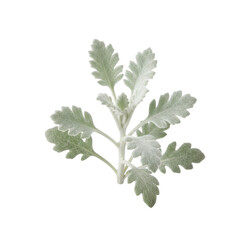 Delicate Silver-Green Foliage Branch Against a Stark Black Background