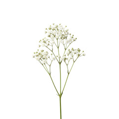 Naklejka premium Delicate white baby's breath flower stem with tiny blossoms against a stark black background