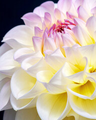 Obraz premium White and pink dahlia, yellow dahlia, and pink flower plant blossoms closeup showing summer garden beauty