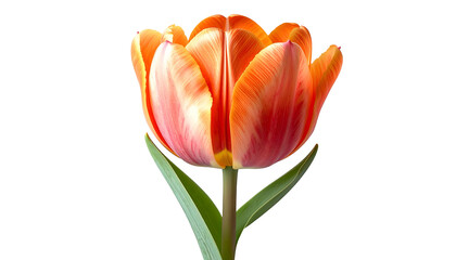 Close-up of a vibrant orange and red tulip blossom isolated against a black backdrop