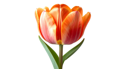 Close-up of a vibrant orange and red tulip blossom isolated against a black backdrop