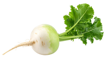 Crisp, isolated white and green turnip with vibrant leaves and a clean background