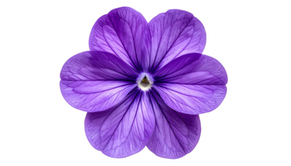 Close-up of vibrant purple flower with translucent petals, black background