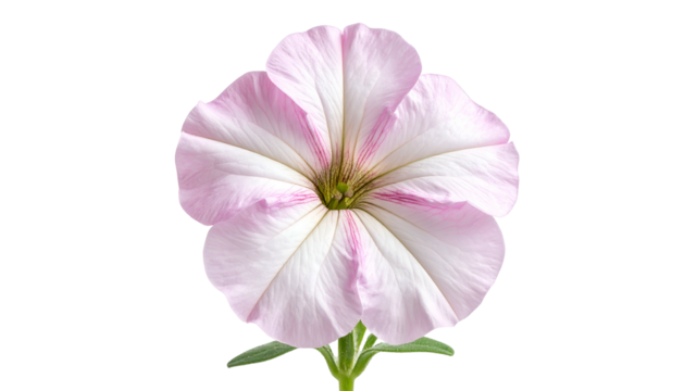 A close-up view of a vibrant, delicate pink and white petunia blossom on a black background