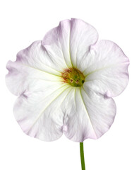 Overhead view of a delicate white flower with soft pink edges and green stamen