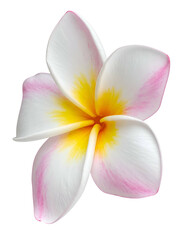 Close-up of a vibrant tropical flower with white petals, pink edges, and a yellow center