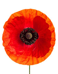 Vivid close-up captures a vibrant, open poppy flower against a stark black backdrop