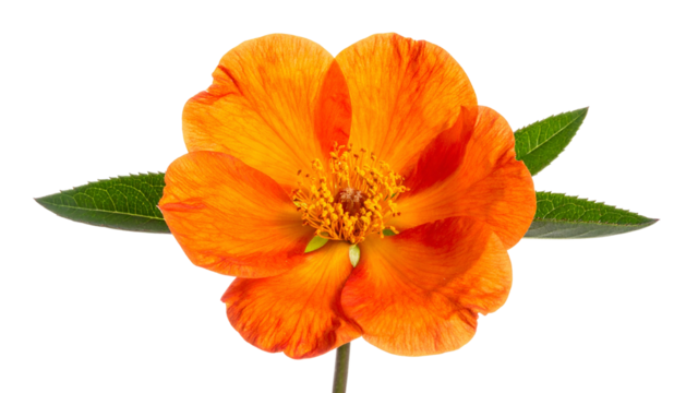 Close-up of a vibrant orange flower with detailed petals, flanked by two green leaves
