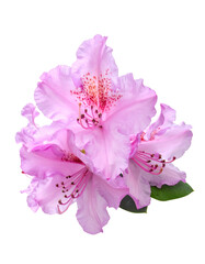 Close-up of delicate pink blooms with detailed petals and visible stamen, against black