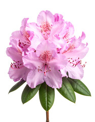 Close-up of a delicate pink flower with green leaves against a transparent background (1)