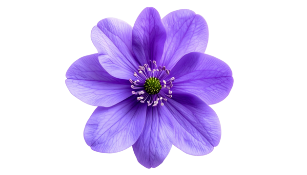 Close-up of a vibrant purple flower with a bright green center on a black background
