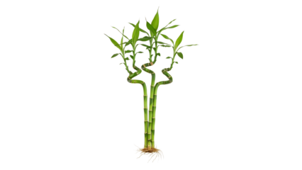 Elegant Lucky Bamboo Arrangement with Swirling Stalks and Lush Green Leaves on White Backdrop showcasing its aesthetic appeal and symbolic