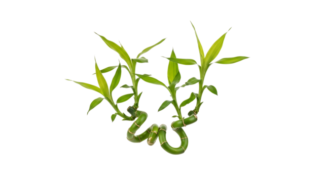 Arrangement of Vibrant Green Lucky Bamboo Stalks Symbolizing Growth and Prosperity on White Backdrop