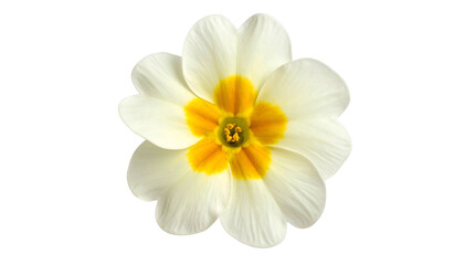 Overhead shot of an isolated, pristine white flower with a vibrant yellow center