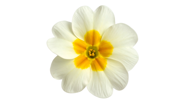 Overhead shot of an isolated, pristine white flower with a vibrant yellow center